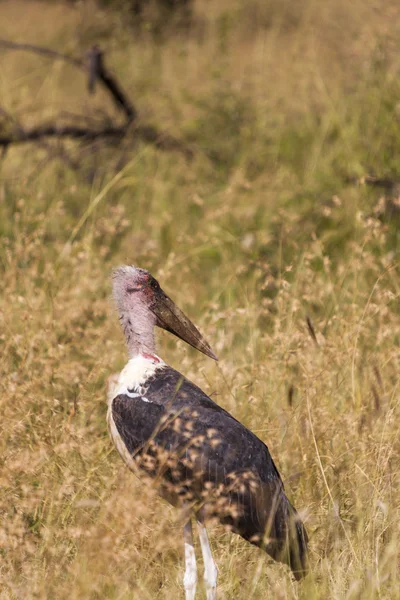 Afrikanischer Marabou-Storch — Stockfoto