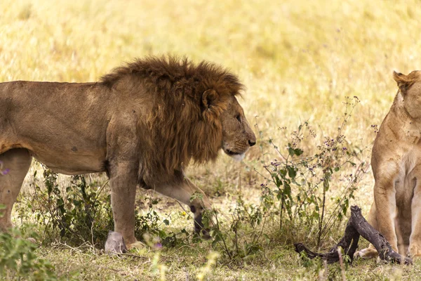 Spelen van leeuwen in de wildernis — Stockfoto