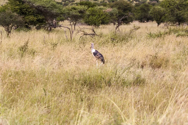 Čáp Marabu africkými — Stock fotografie