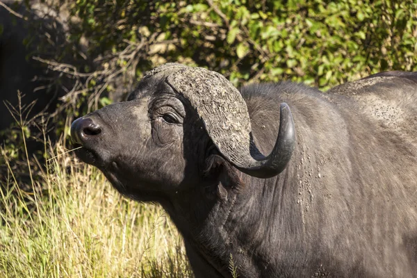 Африканський bull Кабо-Буффало - національного парку Танзанії — стокове фото