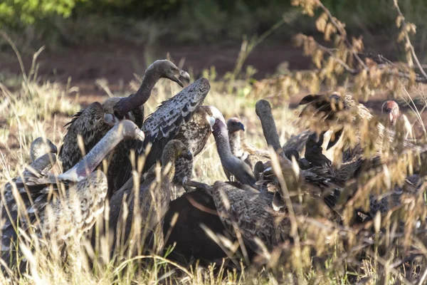 Wild african vultures — Stock Photo, Image