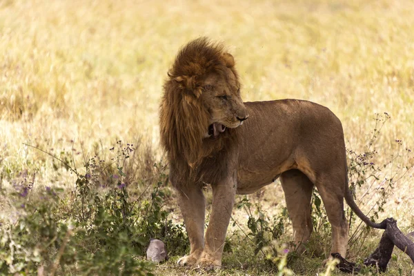 Wilderness erkek aslan — Stok fotoğraf
