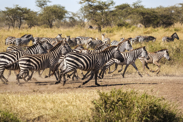 Zebra herd during migration in Serengeti national park Tanzania