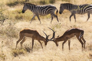 impalas mücadele