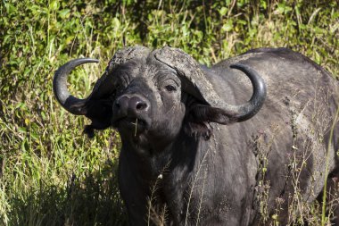 Afrika boğa cape buffalo - Tanzanya'nın Milli Parkı