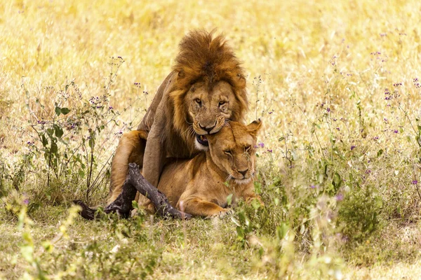 Αρσενικό λιοντάρι στην έρημο — Φωτογραφία Αρχείου