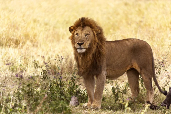 Lion mâle dans le désert — Photo