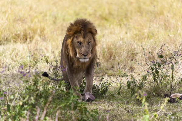 Lion mâle dans le désert — Photo