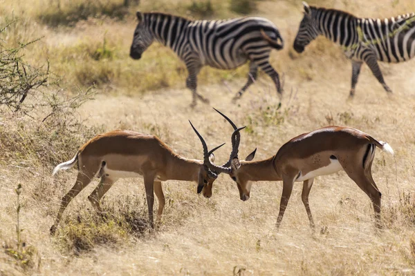 Fighting Impalas — Stock Photo, Image