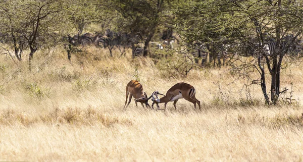 Impalas mücadele — Stok fotoğraf