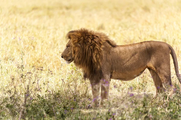Mannetjes leeuw in de wildernis — Stockfoto