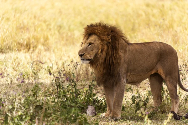Lion mâle dans le désert — Photo
