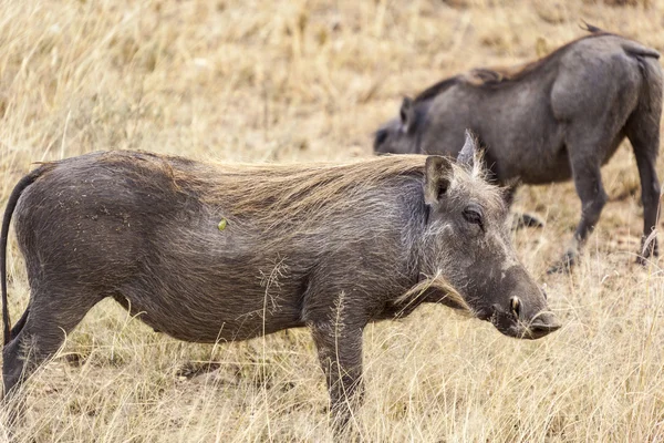 Afrikanische Wildschweine — Stockfoto