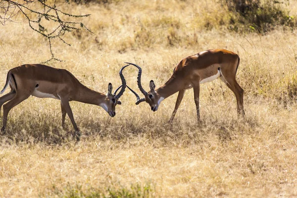 Kampf gegen Impalas — Stockfoto