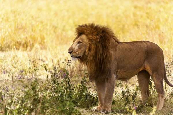 Leão macho no deserto — Fotografia de Stock