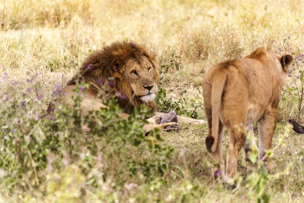 Gra lwy w serengeti national park — Zdjęcie stockowe