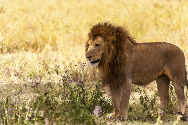 Mannetjes leeuw in de wildernis — Stockfoto