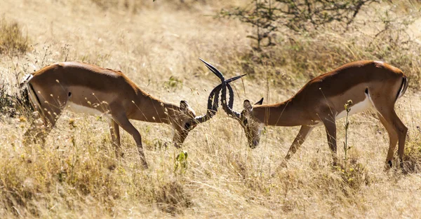 Kampf gegen Impalas — Stockfoto