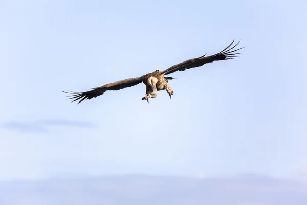 Afrikaanse zeearend vliegen hoog — Stockfoto