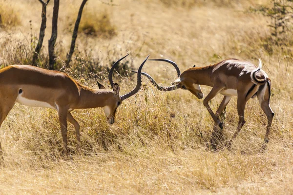 Combattere Impalas — Foto Stock