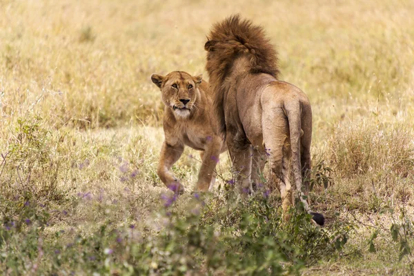 Jogando Leões no Parque Nacional Serengeti — Fotografia de Stock