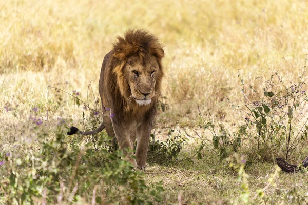 Male Lion In The Wilderness — Stock Photo, Image