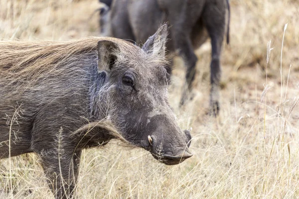 Afrikaanse wilde zwijnen — Stockfoto