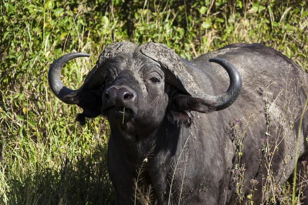 Búfalo-de-capa-de-touro-africano - Parque Nacional da Tanzânia — Fotografia de Stock