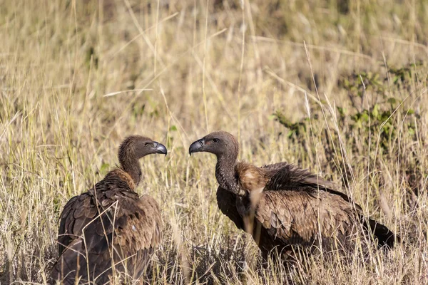 Vultures looking at each other Royalty Free Stock Photos