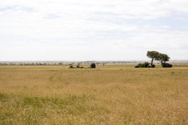 kayada uzağa istirahat Afrika aslanı