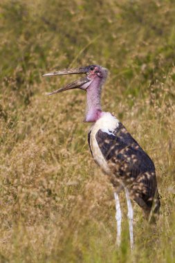 Afrika marabou leylek