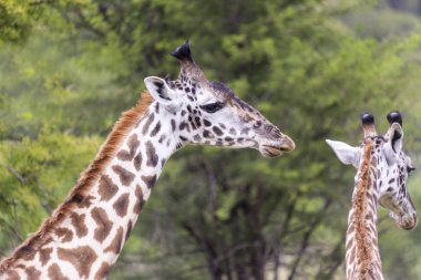 Bir zürafanın kafası.