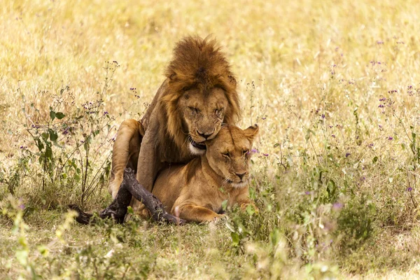 Leão macho no deserto — Fotografia de Stock