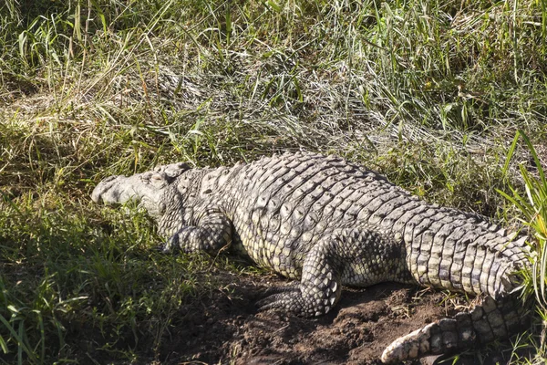 Grote krokodil in serengeti national park — Stockfoto