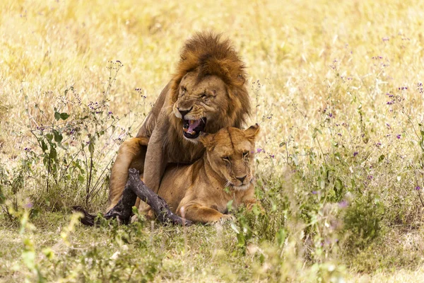 Leão macho no deserto — Fotografia de Stock