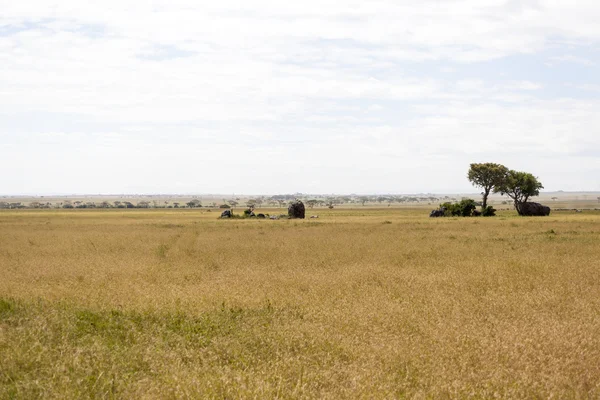 Lion africain reposant sur le rocher lointain — Photo