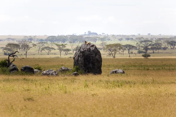 Lion africain reposant sur le rocher — Photo
