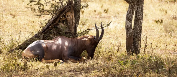 Боротьба антилопи Пала — стокове фото