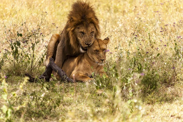 Παίζει λιοντάρια στο εθνικό πάρκο Σερενγκέτι — Φωτογραφία Αρχείου