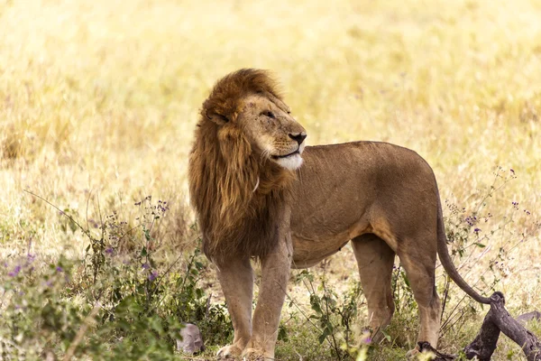 Lion mâle dans le désert — Photo