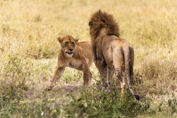 Löwenmännchen in der Wildnis — Stockfoto