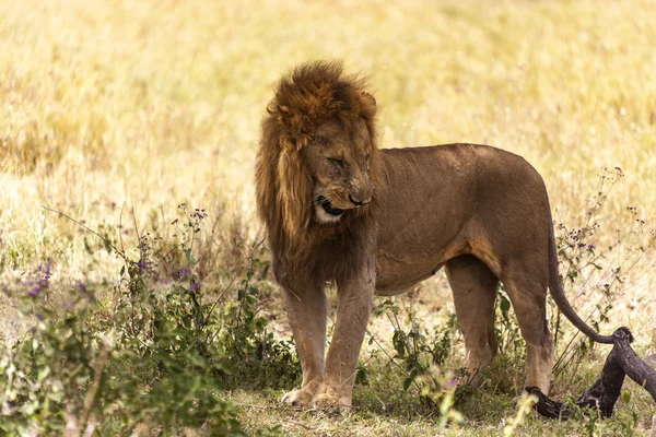 Mannetjes leeuw in de wildernis — Stockfoto