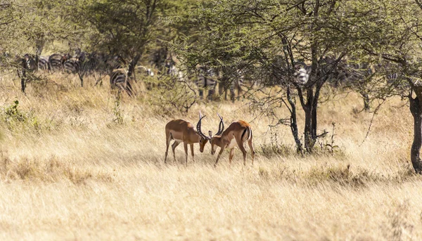 Fighting Impalas — Stock Photo, Image