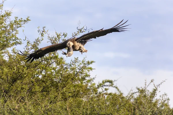 Flying african vulture — Stock Photo, Image