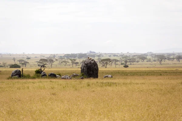 Lion lying on the rock — Stock Photo, Image