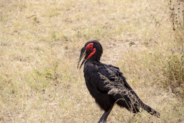 Güney kara Kartallar