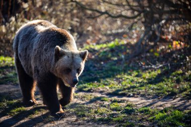 Vahşi doğada kahverengi ayı. 