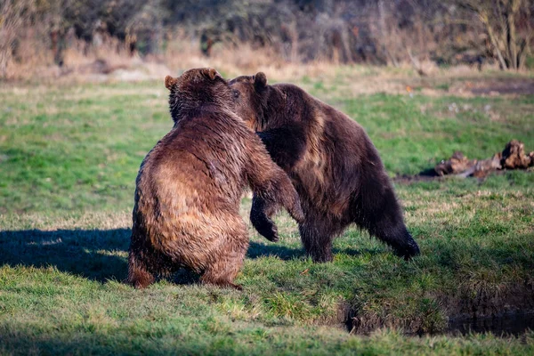 Niedźwiedź Brunatny Środowisku Naturalnym — Zdjęcie stockowe