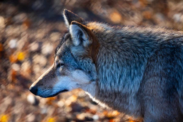 Lobo Gris Lobo Gris Naturaleza Canis Lupus — Foto de Stock