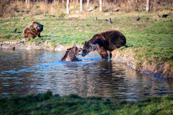 ヨーロッパの茶色のクマは水の中で遊んでアクション画像 — ストック写真